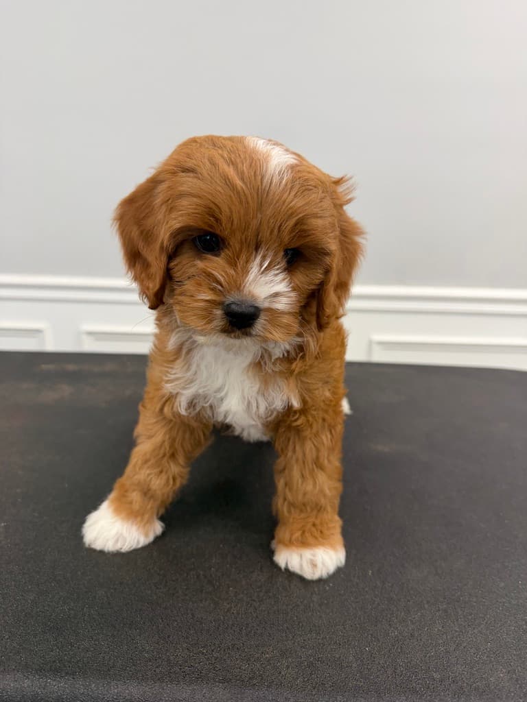Cavapoo puppy standing