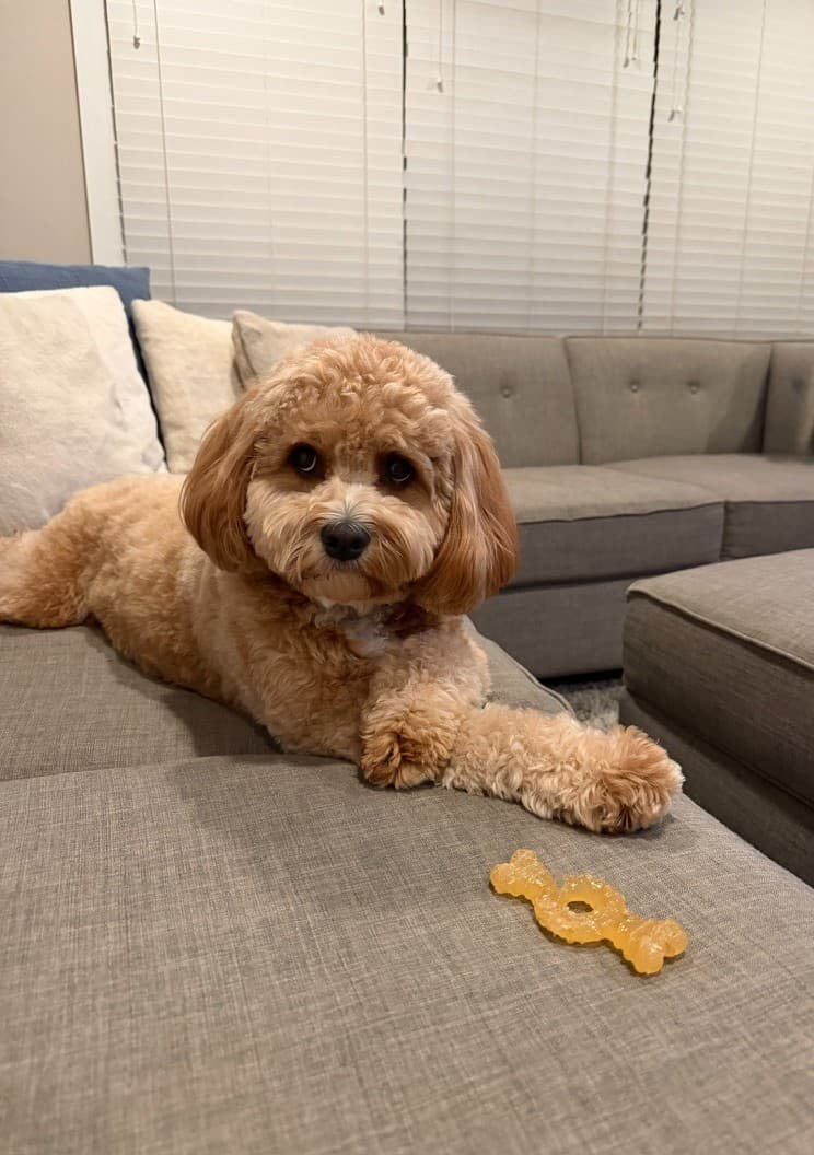 Apricot Cavapoo relaxing on the couch with a toy