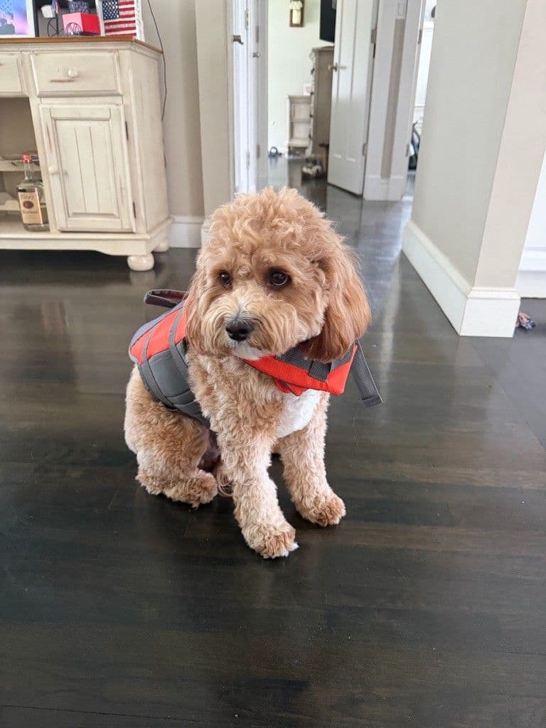 Apricot Cavapoo wearing an orange life jacket at home