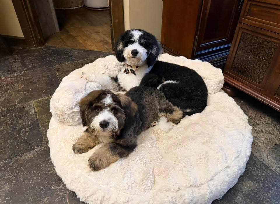 Two Bernedoodles relaxing together on a plush dog bed