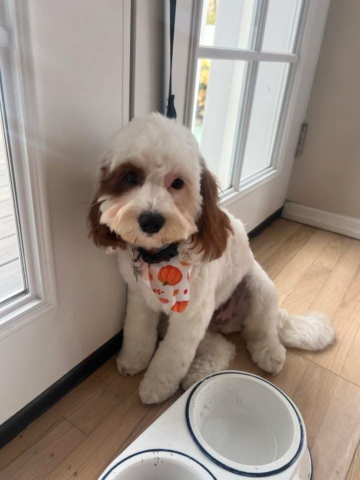 A grown Cavapoo in a pumpkin bandana at home