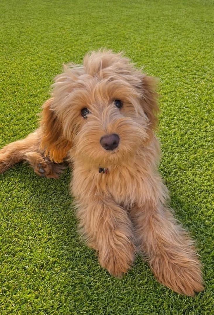 Goldendoodle puppy in the grass