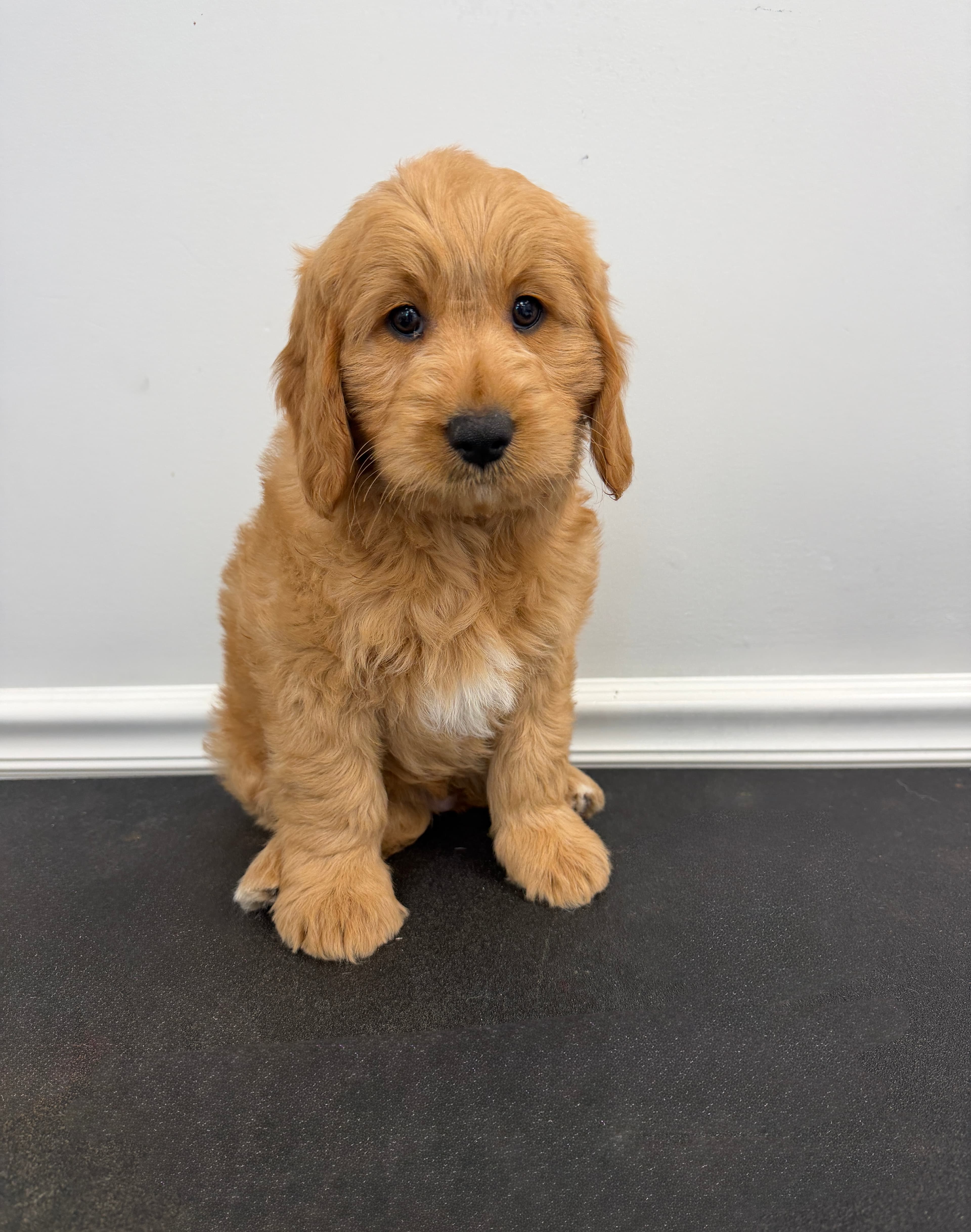 Mini Goldendoodles