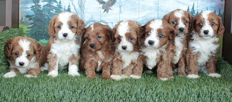 A row of Cavapoo puppies