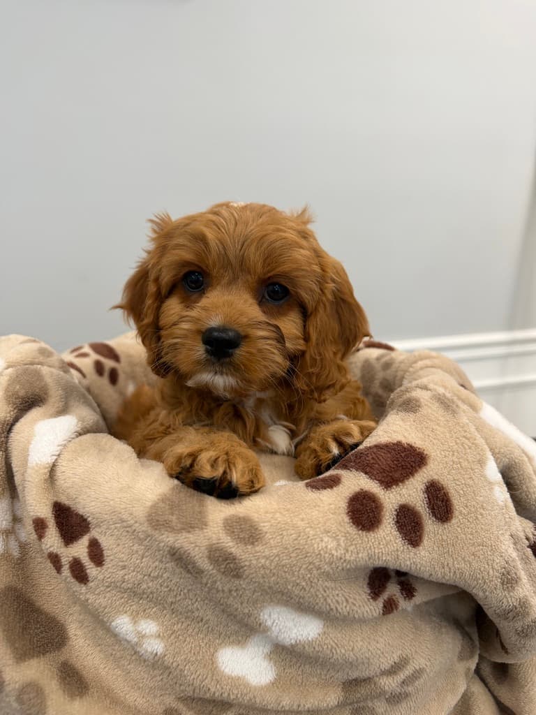 Sandy Paws puppy