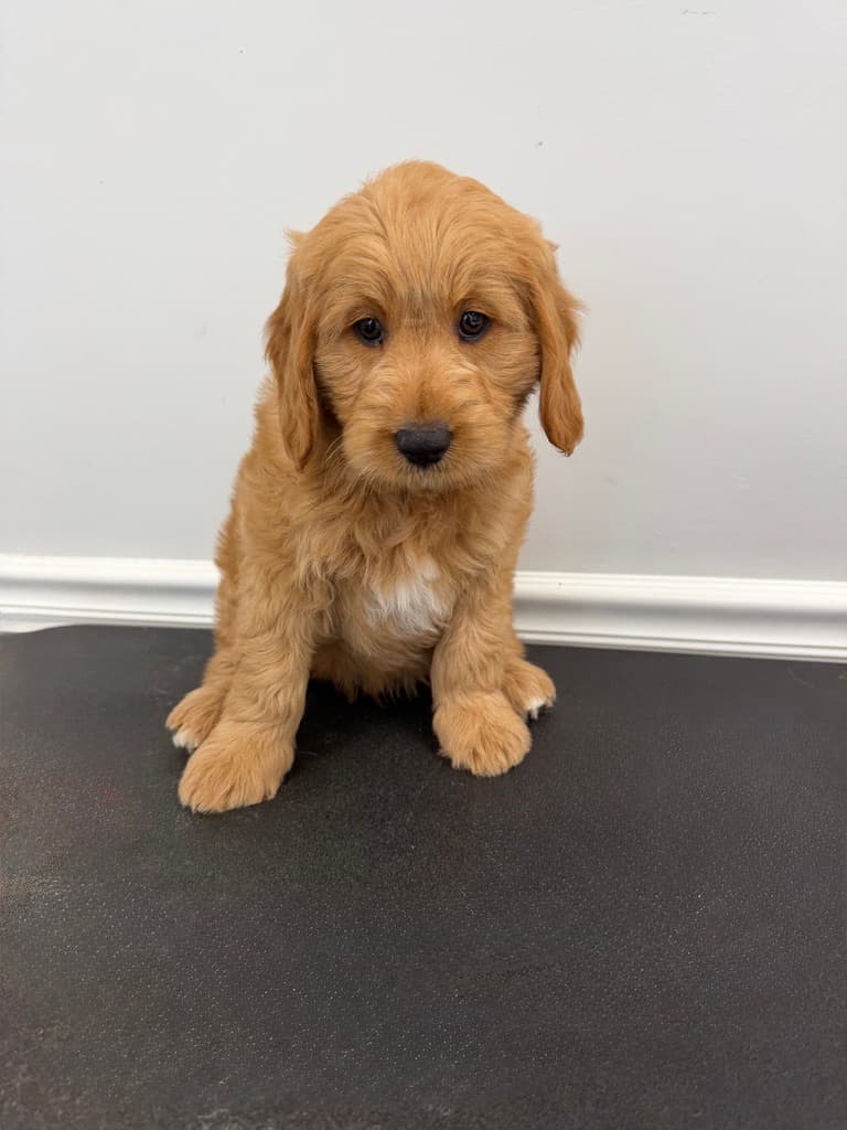 Sandy Paws puppy