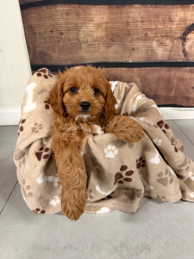 Sandy Paws puppy