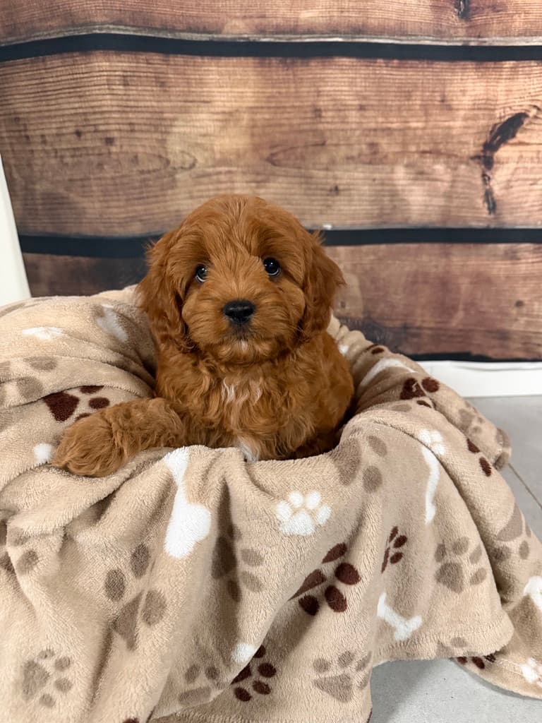 Sandy Paws puppy