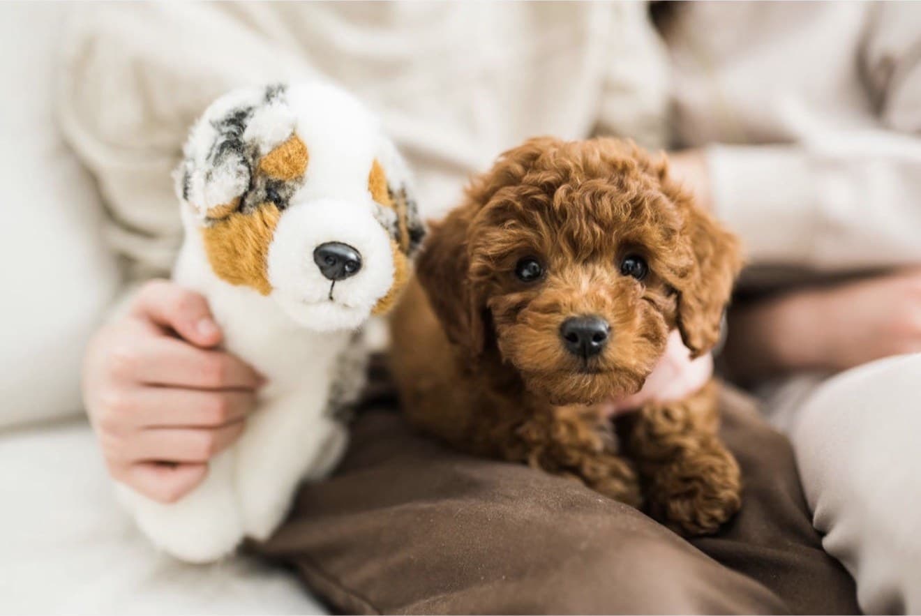 Red poodle puppy next to a plush toy