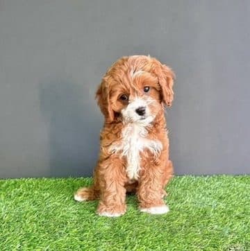 Cavapoos