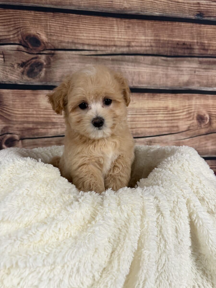 Malti-poos