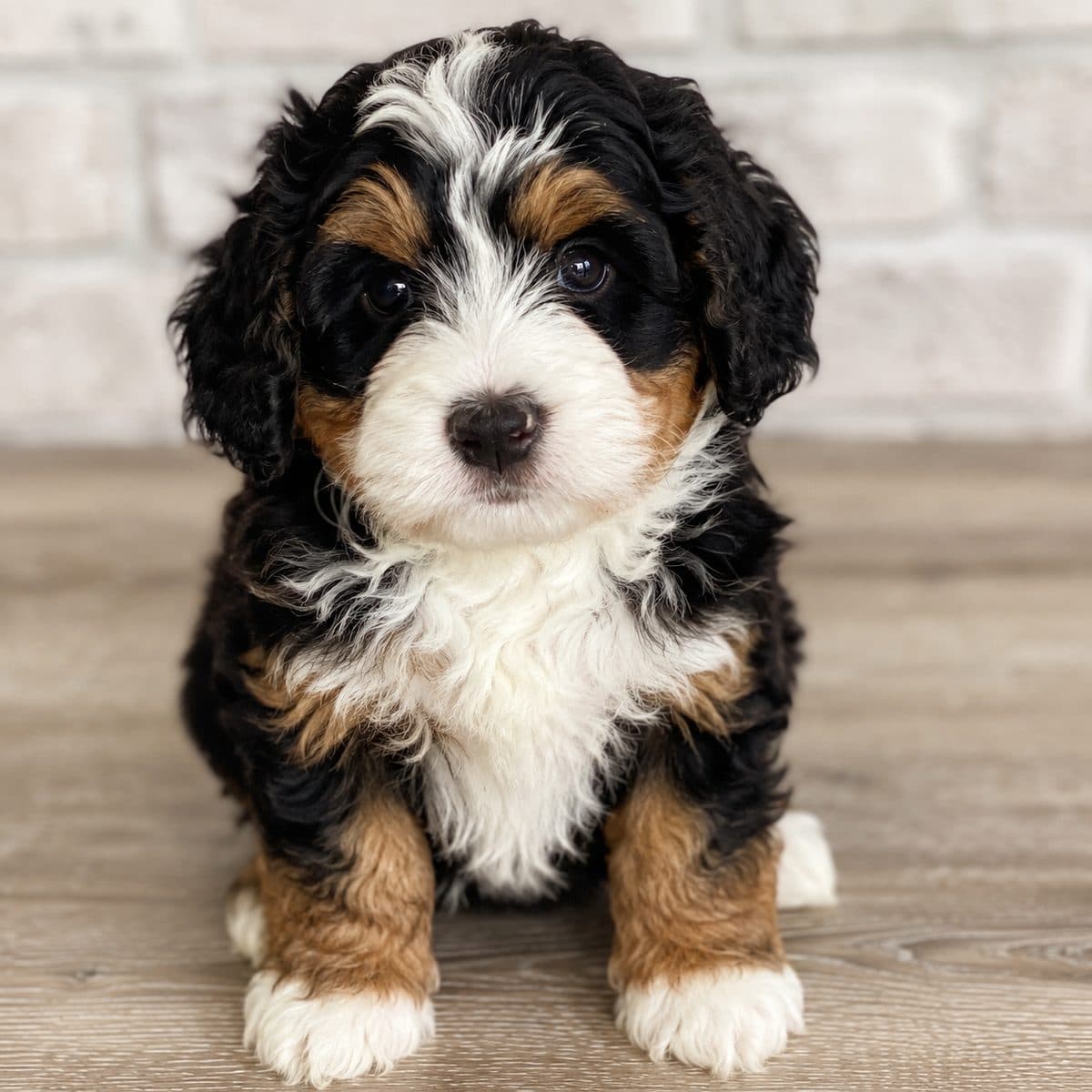 Mini Bernedoodles