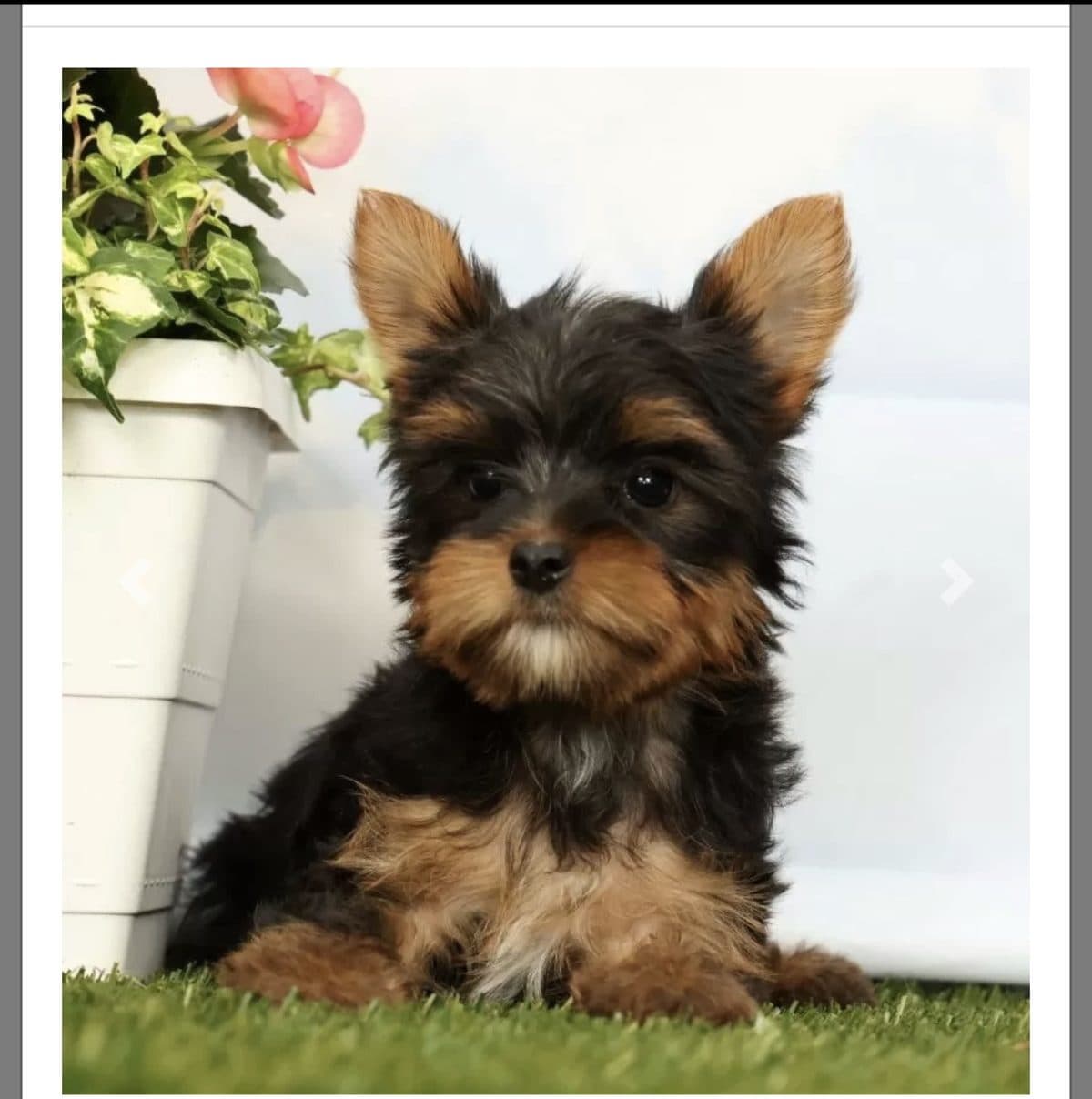 Yorkies