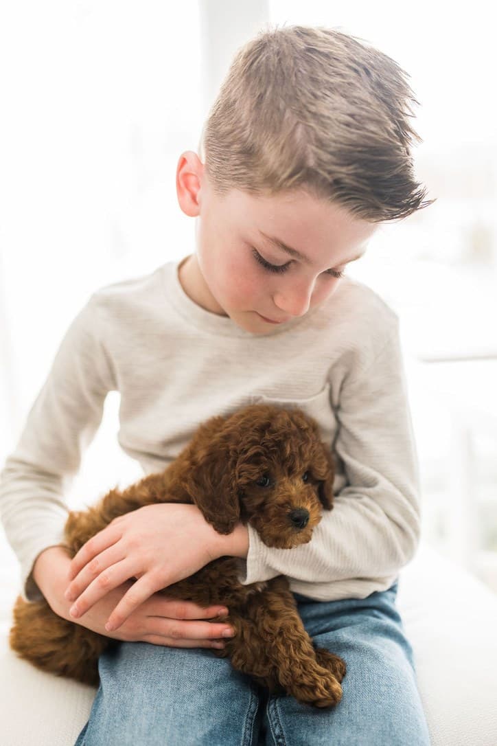 A boy cuddling his new red poodle puppy