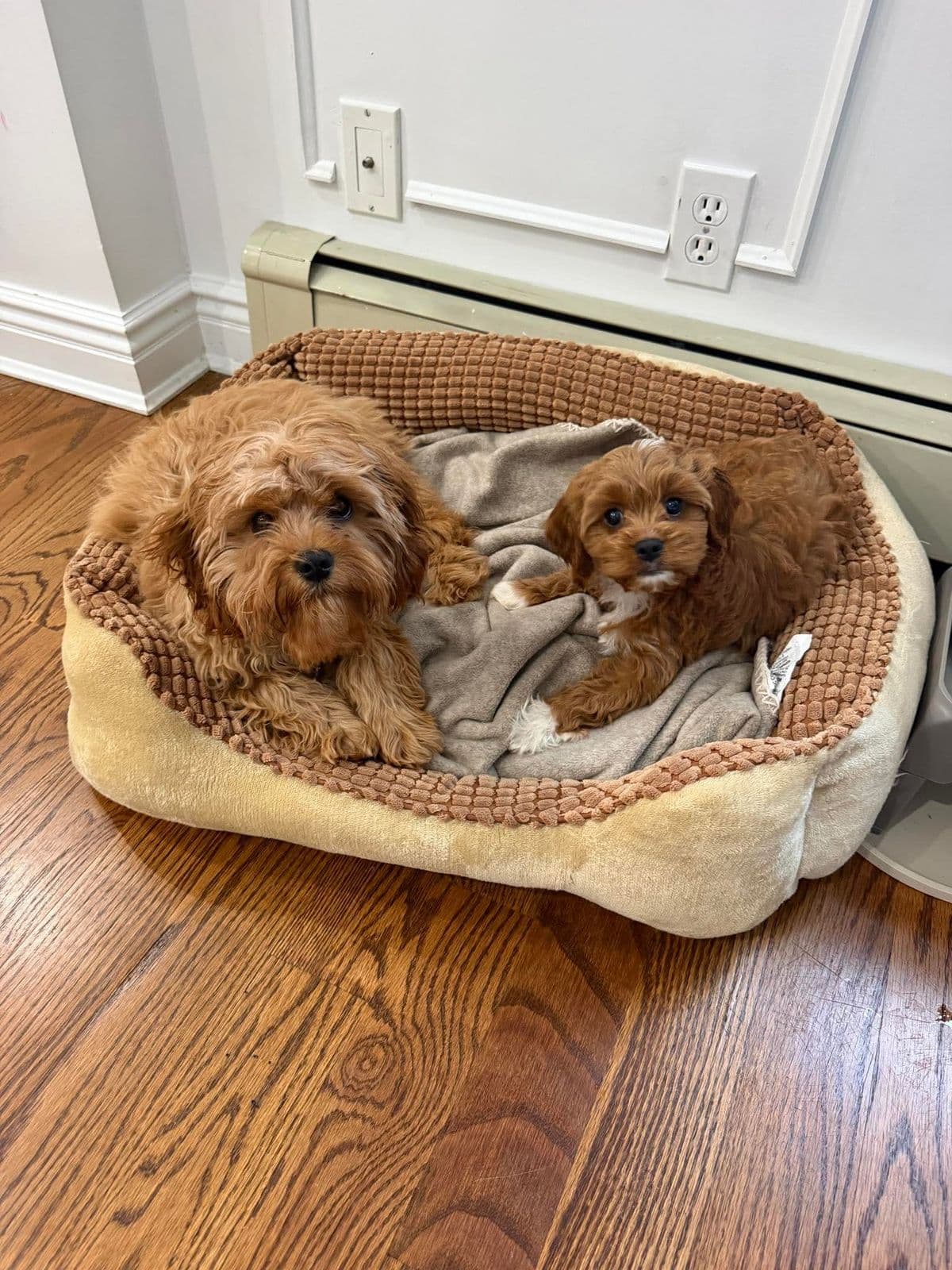 Two apricot Cavapoo puppies settled into their dog bed at home