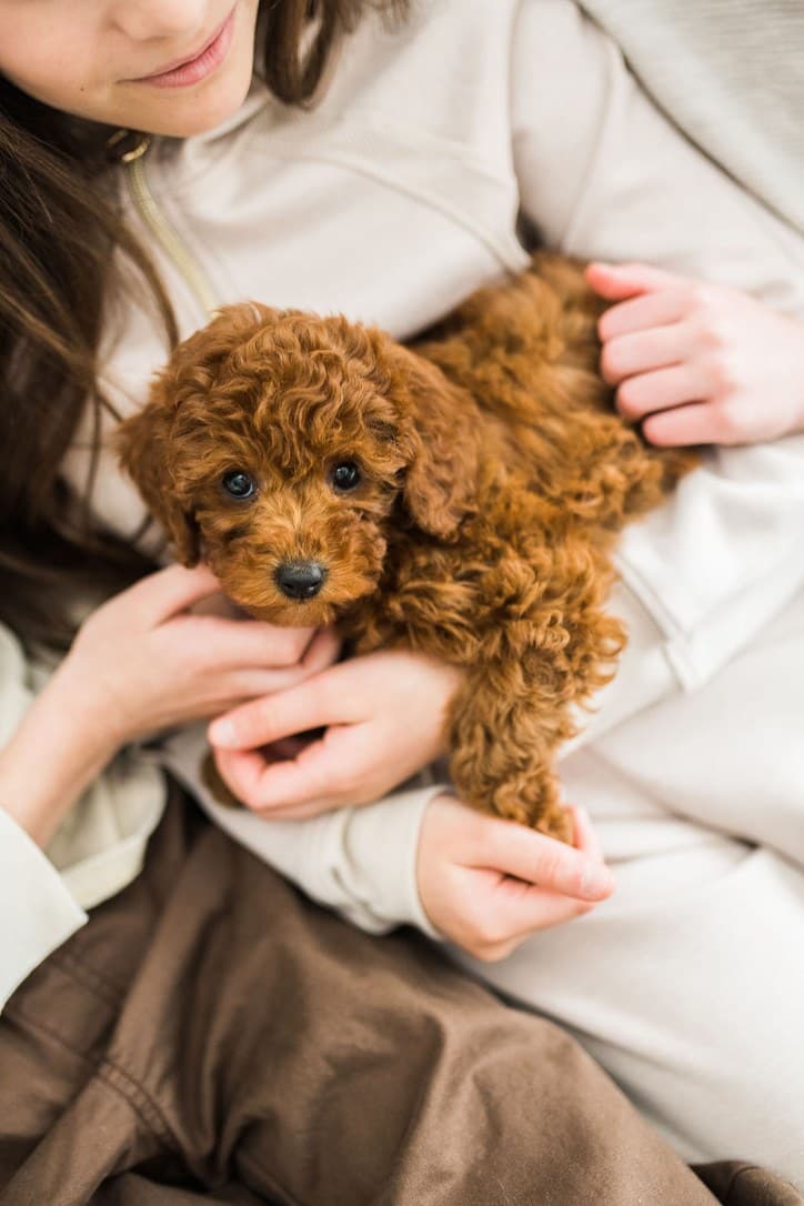 A child holding a red toy poodle puppy